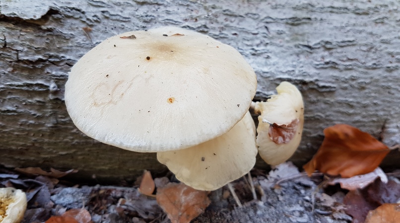 20181019 125009 (Klein)